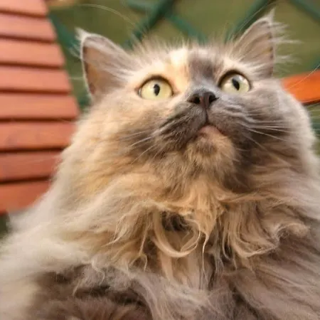 Ξενοδοχείο Esperanto 2*